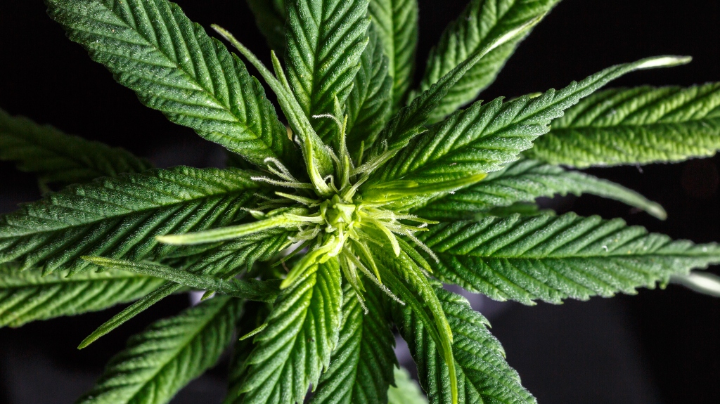 image of weed